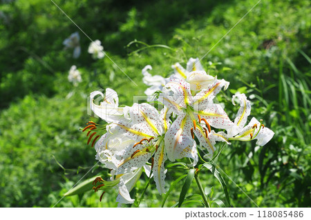 山村花 山村花 118085486