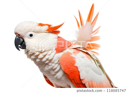 portrait of a crest spread Major Mitchell's cockatoo, Lophochroa leadbeateri, isolated on white 118085747