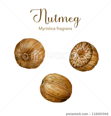 Nutmeg nut element set vintage style illustration. Nature raw organic spice Myristica fragrans. Hand drawn muscat nutmeg using in medicine, food ingredient and aromatherapy on white background Nutmeg nut element set vintage style illustration. Nature raw organic spice Myristica fragrans. Hand drawn muscat nutmeg using in medicine, food ingredient and aromatherapy on white background 118085948