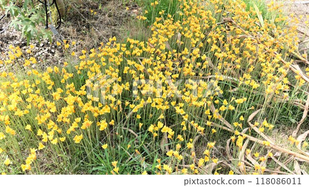 大雨後突然出現的密密麻麻的西風花（Citrina）Habulanthus？這是我第一次看到花 118086011