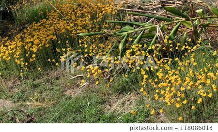Sudden Zephyranthes (Citrinae) Habranthus flowers after heavy rain like in the desert 118086013