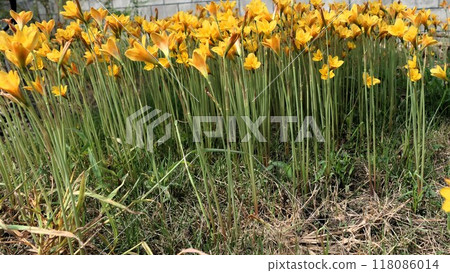 Zephyranthes (Citrinae) Habranthus? flowers grow and suddenly bloom in 2-3 days after the heavy rainfall. 118086014