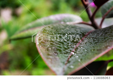 A leaf of a ficus plant with water drops, photographed close up. Selective focus. A leaf of a ficus plant with water drops, photographed close up. Selective focus. 118086063