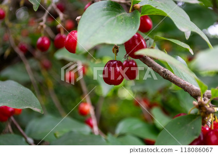 Branch with red dogwood berries Branch with red dogwood berries 118086067