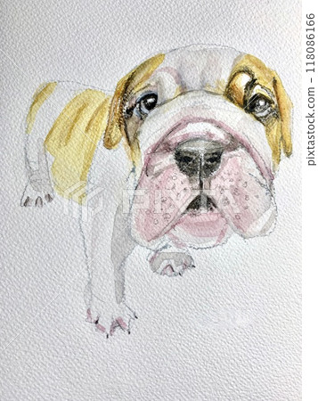 Cute puppy staring 118086166