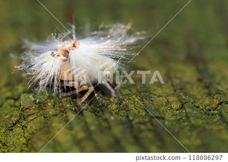 Larva of Amigasa Hagoromo 118086297