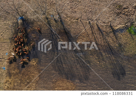 Flying above grazing cows on a farmland, tree shadows on meadow, aerial view Flying above grazing cows on a farmland, tree shadows on meadow, aerial view 118086331
