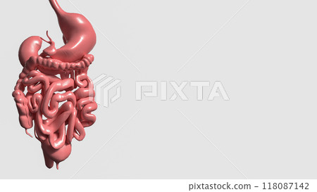 The viscera on white background for medical and sci concept 3d rendering. The viscera on white background for medical and sci concept 3d rendering. 118087142