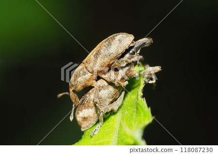 Striped boll weevil (pair) Striped boll weevil (pair) 118087230