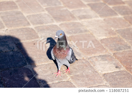 A lone pigeon stands on a brick sidewalk, gazing at the camera 118087251