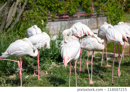 A flock of colorful flamingos searches for food in the grass 118087255