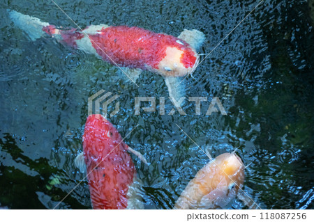 A Tranquil Underwater Scene Featuring Colorful Koi and Carp Fish Swimming Gracefully A Tranquil Underwater Scene Featuring Colorful Koi and Carp Fish Swimming Gracefully 118087256