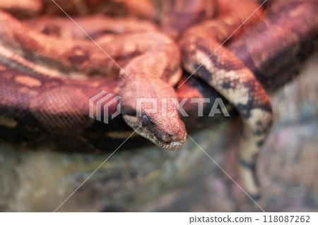 CloseUp of a Beautiful Python in Its Natural Habitat, Showcasing Its Intricacies CloseUp of a Beautiful Python in Its Natural Habitat, Showcasing Its Intricacies 118087262