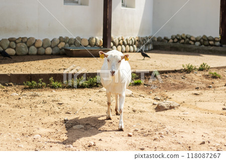 A tagged white goat is currently standing in the dirt A tagged white goat is currently standing in the dirt 118087267