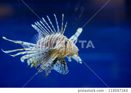 A colorful fish with a long, flowing tail is swimming gracefully in the water A colorful fish with a long, flowing tail is swimming gracefully in the water 118087268