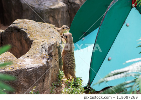 Two adorable meerkats are standing right next to each other on a rock Two adorable meerkats are standing right next to each other on a rock 118087269