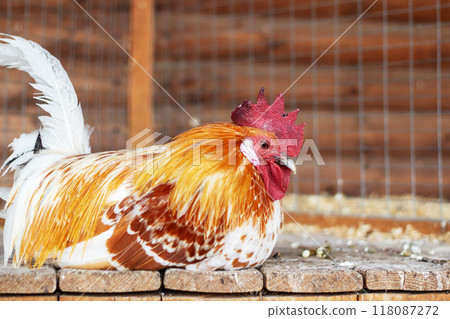 A brown and white rooster with a red crest on its head 118087272
