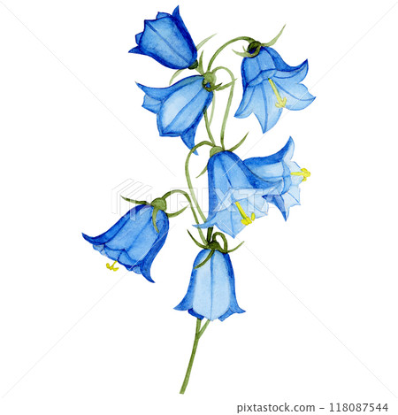 Isolated object-128. Watercolour painting of the bell flower 2, white background. 118087544