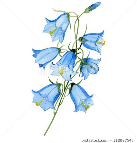 Isolated object-129. Watercolour painting of the bell flower 3, white background. 118087545