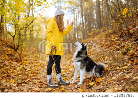 Beautiful young woman in a yellow coat walks in an autumn park with her pet husky. Beautiful young woman in a yellow coat walks in an autumn park with her pet husky. 118087633