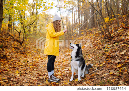 Beautiful young woman in a yellow coat walks in an autumn park with her pet husky. Beautiful young woman in a yellow coat walks in an autumn park with her pet husky. 118087634