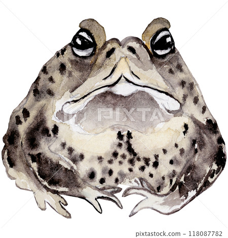Isolated object-135. Hand drawn, watercolour frog 2. 118087782