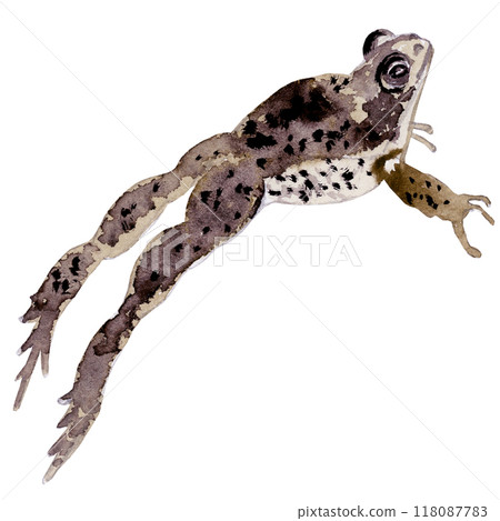 Isolated object-136. Hand drawn, watercolour frog 3. 118087783