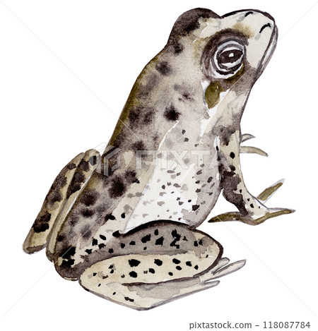 Isolated object-137. Hand drawn, watercolour frog 4. 118087784