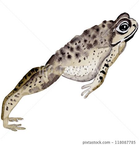 Isolated object-138. Hand drawn, watercolour frog 5. 118087785