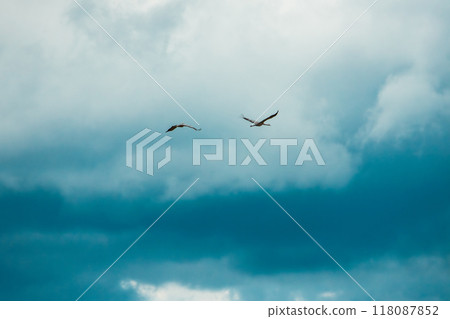 Birds Migration. Two Common Cranes Or Eurasian Cranes Fly In Cloudy Sky. Common Crane Or Grus Grus. Nesting Cranes, Nest. Europe Birds Migration. Two Common Cranes Or Eurasian Cranes Fly In Cloudy Sky. Common Crane Or Grus Grus. Nesting Cranes, Nest. Europe 118087852