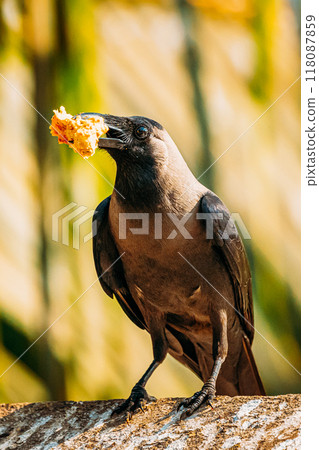 Goa, India. House Crow Sitting On Crossbar With Piece Of Chicken In Beak 118087859