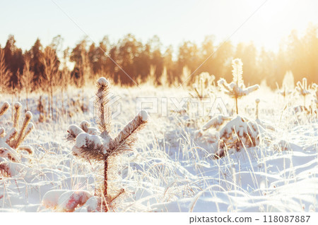 Winter Forest Landscape Landscape with winter forest and bright sunbeams. Sunrise, sunset in cold snowy forest 118087887