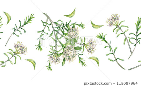 Labrador tea flowers watercolor illustration on seamless border isolated. Painted floral sprig of wild rosemary in gentle colors on repeated background. Herbal floral banner hand drawn for package. Labrador tea flowers watercolor illustration on seamless border isolated. Painted floral sprig of wild rosemary in gentle colors on repeated background. Herbal floral banner hand drawn for package. 118087964