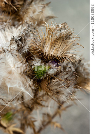Withered thistle 118088098