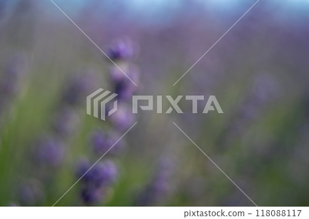 A blurry image of purple flowers with a mood of calmness and serenity 118088117