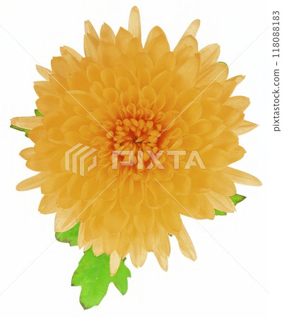 Flower shape isolated over solid background. Flower close view clipart template Flower shape isolated over solid background. Flower close view clipart template 118088183