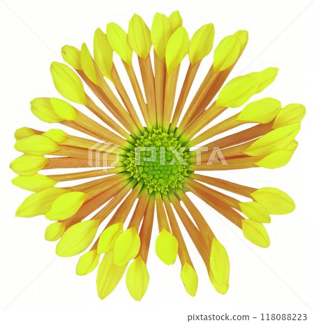 Flower shape isolated over solid background. Flower close view clipart template 118088223