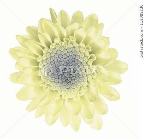 Flower shape isolated over solid background. Flower close view clipart template Flower shape isolated over solid background. Flower close view clipart template 118088236