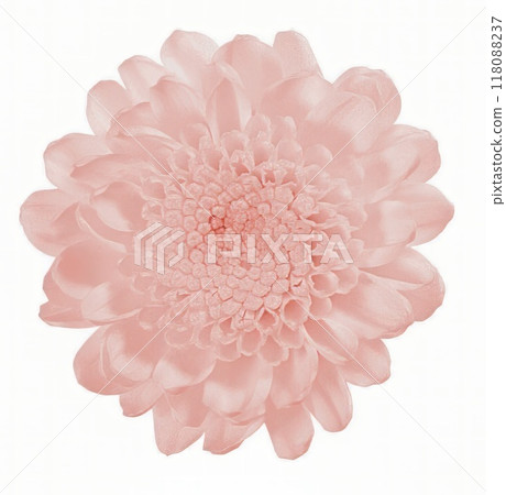 Flower shape isolated over solid background. Flower close view clipart template Flower shape isolated over solid background. Flower close view clipart template 118088237