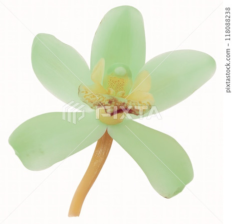 Flower shape isolated over solid background. Flower close view clipart template Flower shape isolated over solid background. Flower close view clipart template 118088238