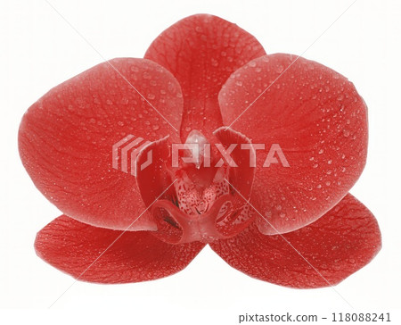 Flower shape isolated over solid background. Flower close view clipart template Flower shape isolated over solid background. Flower close view clipart template 118088241