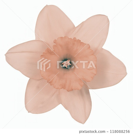 Flower shape isolated over solid background. Flower close view clipart template Flower shape isolated over solid background. Flower close view clipart template 118088256