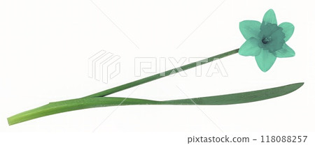 Flower shape isolated over solid background. Flower close view clipart template 118088257