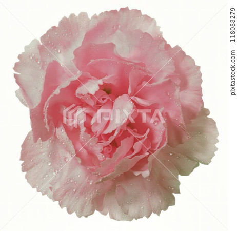 Flower shape isolated over solid background. Flower close view clipart template Flower shape isolated over solid background. Flower close view clipart template 118088279