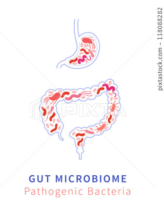 Gut Microbiome and Pathogenic bacteria. Pathogen Bacteria and Digestive Health Gut Microbiome and Pathogenic bacteria. Pathogen Bacteria and Digestive Health 118088282