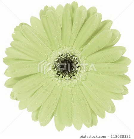 Flower shape isolated over solid background. Flower close view clipart template 118088321
