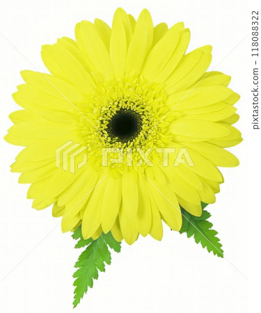Flower shape isolated over solid background. Flower close view clipart template Flower shape isolated over solid background. Flower close view clipart template 118088322