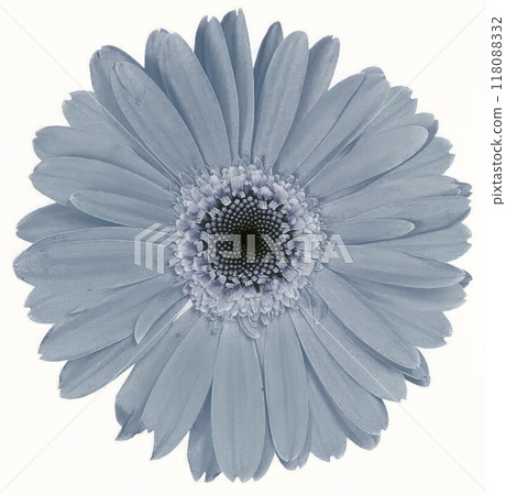 Flower shape isolated over solid background. Flower close view clipart template 118088332