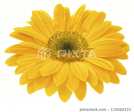 Flower shape isolated over solid background. Flower close view clipart template 118088333