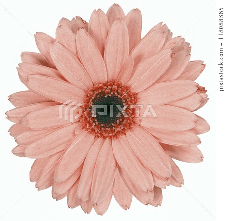 Flower shape isolated over solid background. Flower close view clipart template Flower shape isolated over solid background. Flower close view clipart template 118088365
